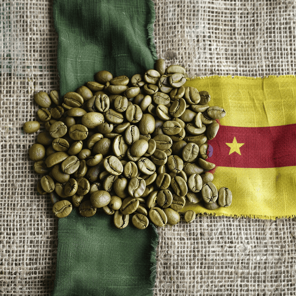 kolombiyayesiscekirdekanisah_1